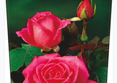 Róża wielokwiatowa